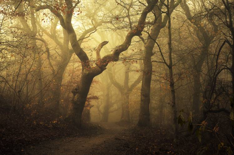 Forest od Leif Landal