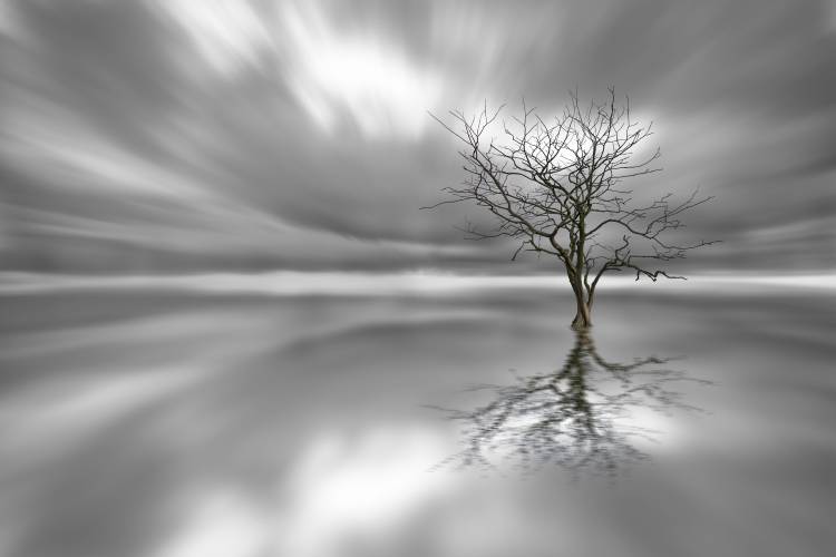 Ghost Tree od Leif Landal