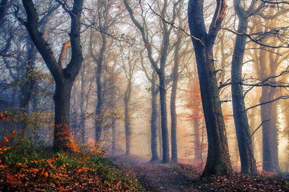 The Forest Path. od Leif Løndal