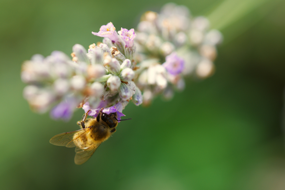 Bee on lavender od Leon