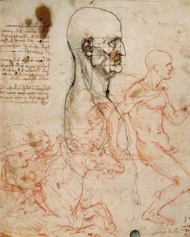 Anatomical studies od Leonardo da Vinci