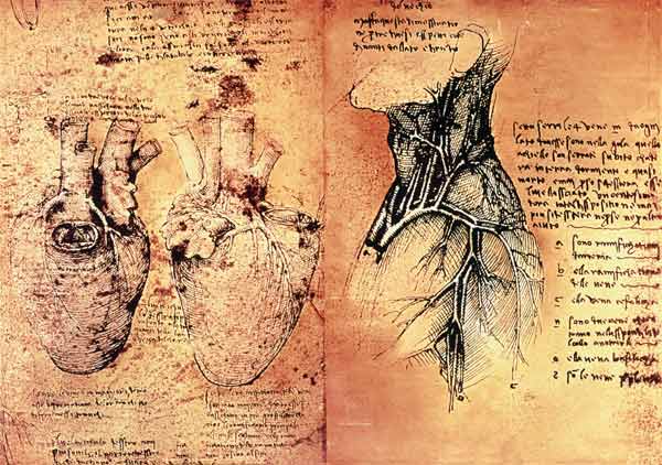 Anatomical drawing of hearts and blood vessels from Quaderni di Anatomia vol 2; folio 3v od Leonardo da Vinci