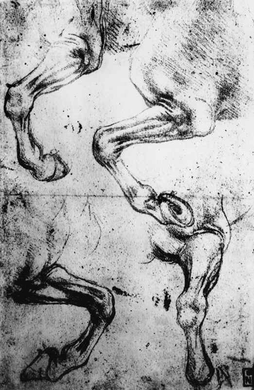 Studies of Horses legs (pen and ink on paper) od Leonardo da Vinci