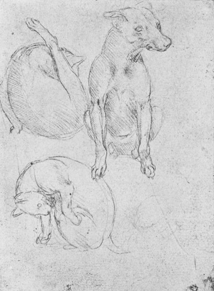 Study of a dog and a cat, c.1480 (metalpoint on paper) od Leonardo da Vinci