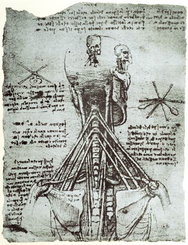 Bone Structure of the human neck and shoulder, facsimile copy  & od Leonardo da Vinci