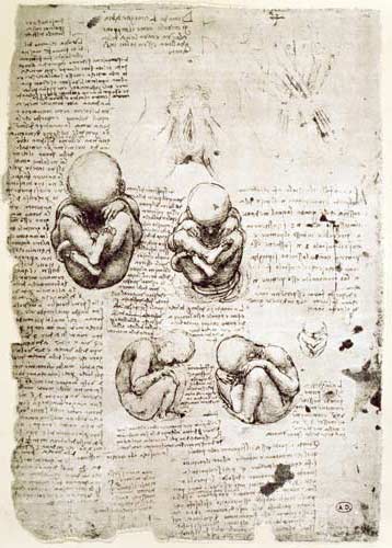 Five Views of a Foetus in the Womb, facsimile copy  & od Leonardo da Vinci