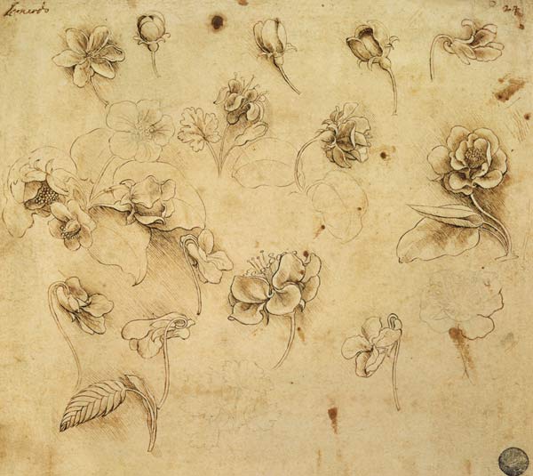 Study of flowers od Leonardo da Vinci