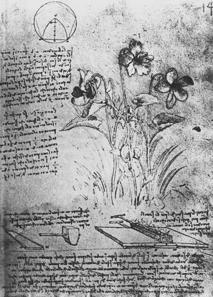 Studies of Violas (Viola odorata and Viola canina), fol. 14r from Manuscript B, c.1487-90 (pen and i od Leonardo da Vinci