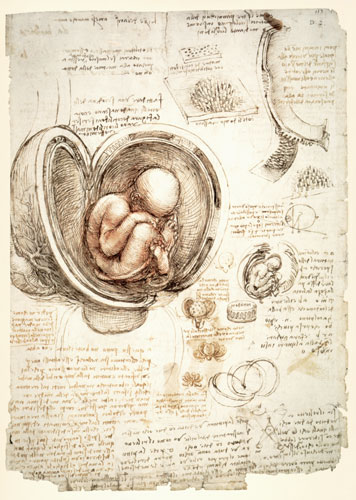The Human Foetus in the Womb, facsimile copy  & od Leonardo da Vinci