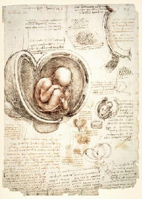 The Human Foetus in the Womb, facsimile copy  &