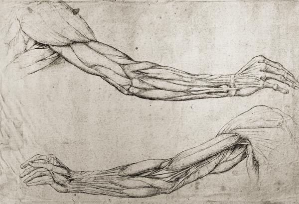 Study of Arms (pen & ink on paper) od Leonardo da Vinci