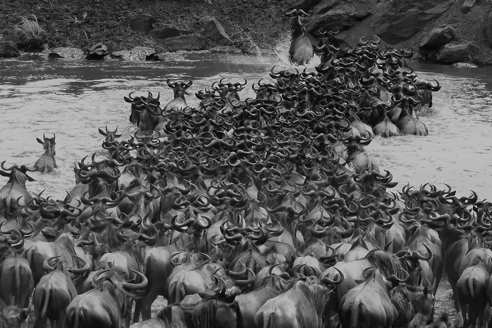 Crossing Mara River od Li Chen