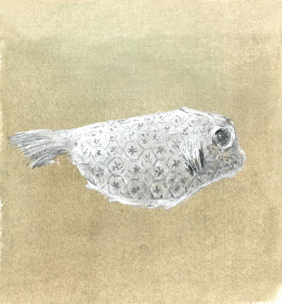 Box Fish, Sri Lanka od Lincoln  Seligman