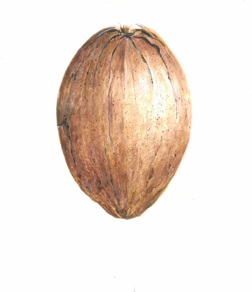 Coconut od Lincoln  Seligman