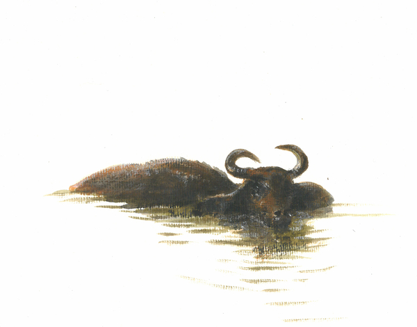 Water Buffalo 2 od Lincoln  Seligman