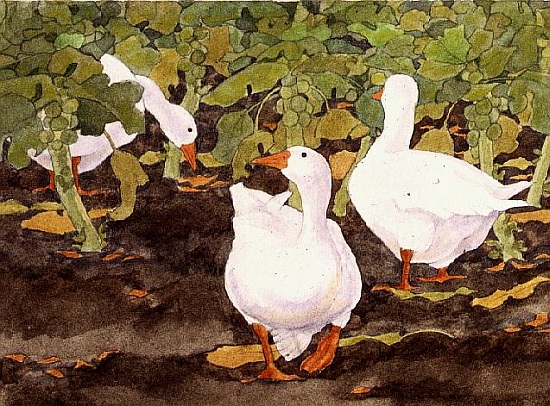 Geese in the Sprouts od Linda  Benton