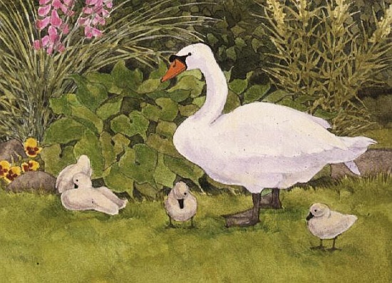 Swan and Cygnets od Linda  Benton