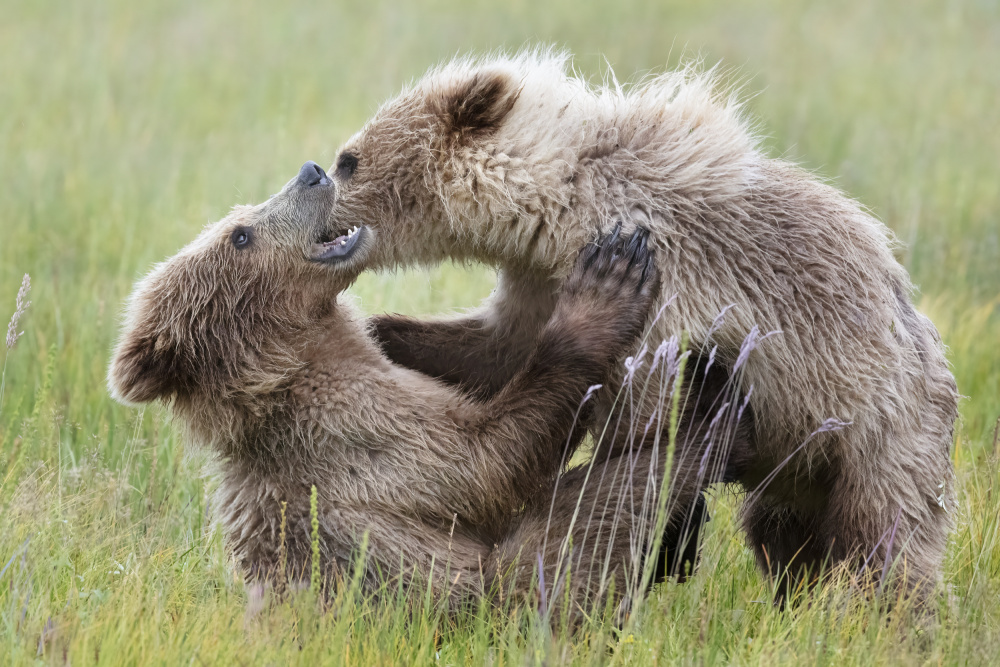 Bear Cubs Playing od Linda D Lester