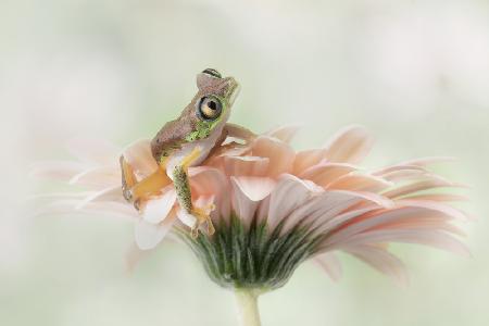 Lemur Frog on a Gerbera  Flower