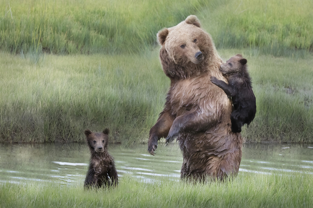 Momma Bear and Her Cubs od Linda D Lester