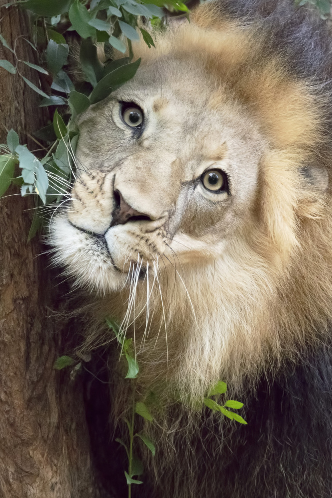 Such a Handsome Male Lion od Linda D Lester