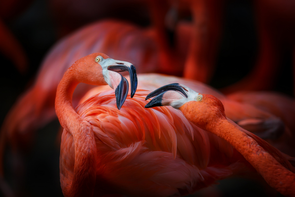 The flamingo 2 od Linli Wang