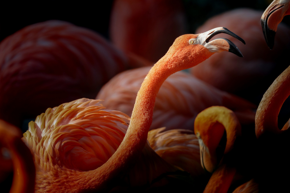 flamingos od Linli Wang