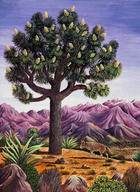 Joshua Tree and Coyote, 1983 (gouache)  od Liz  Wright