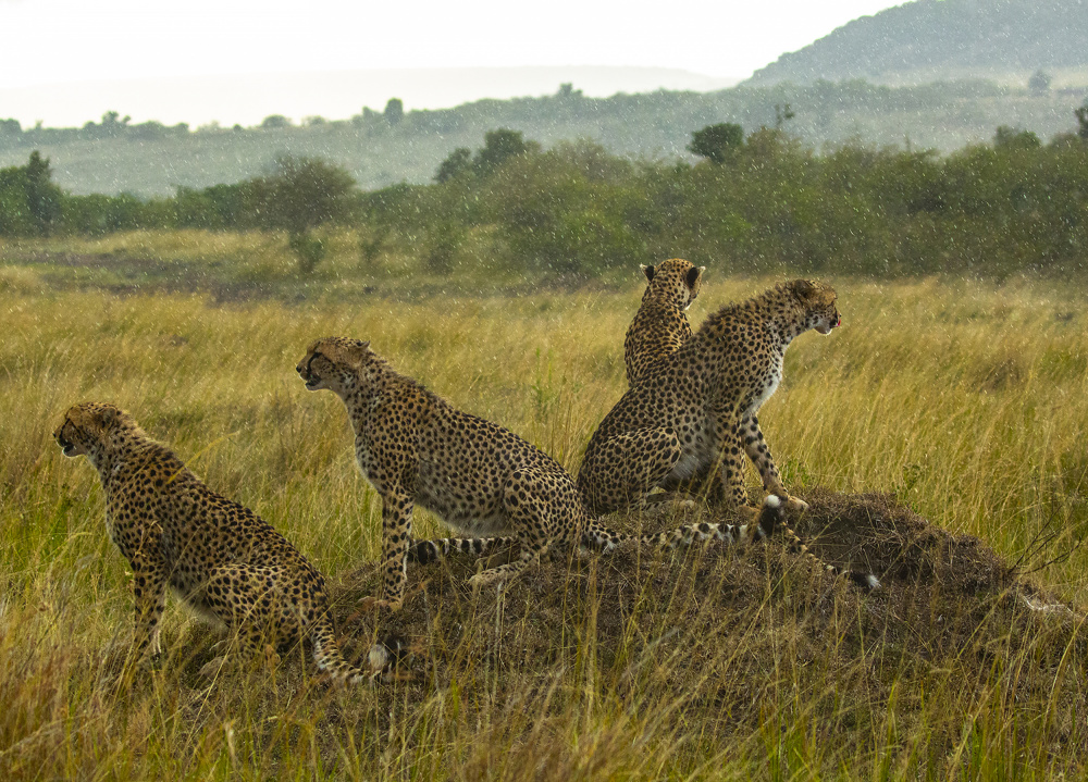 Cheetahs in Rain od Lokesh Kumar Rastogi