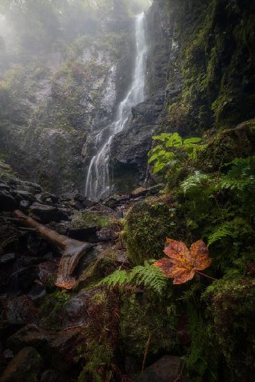 The Leaf, The Mist &amp; The Waterfall.