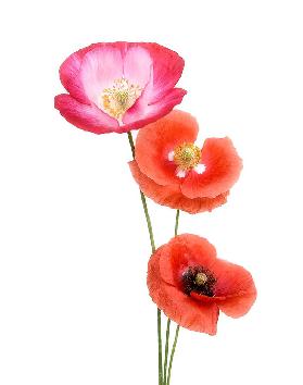 Colourful poppies