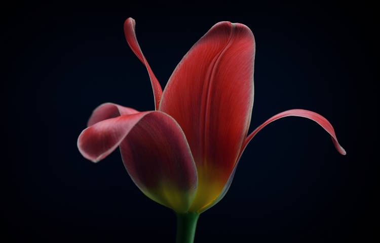 First Tulip od Lotte Gronkjaer
