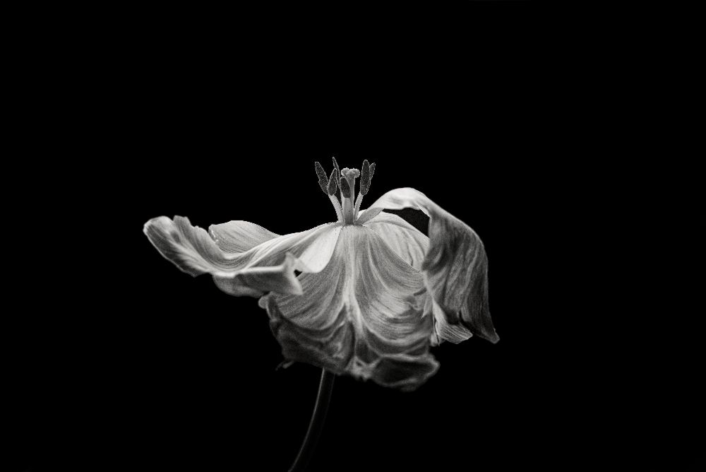 Tulip od Lotte Gronkjaer