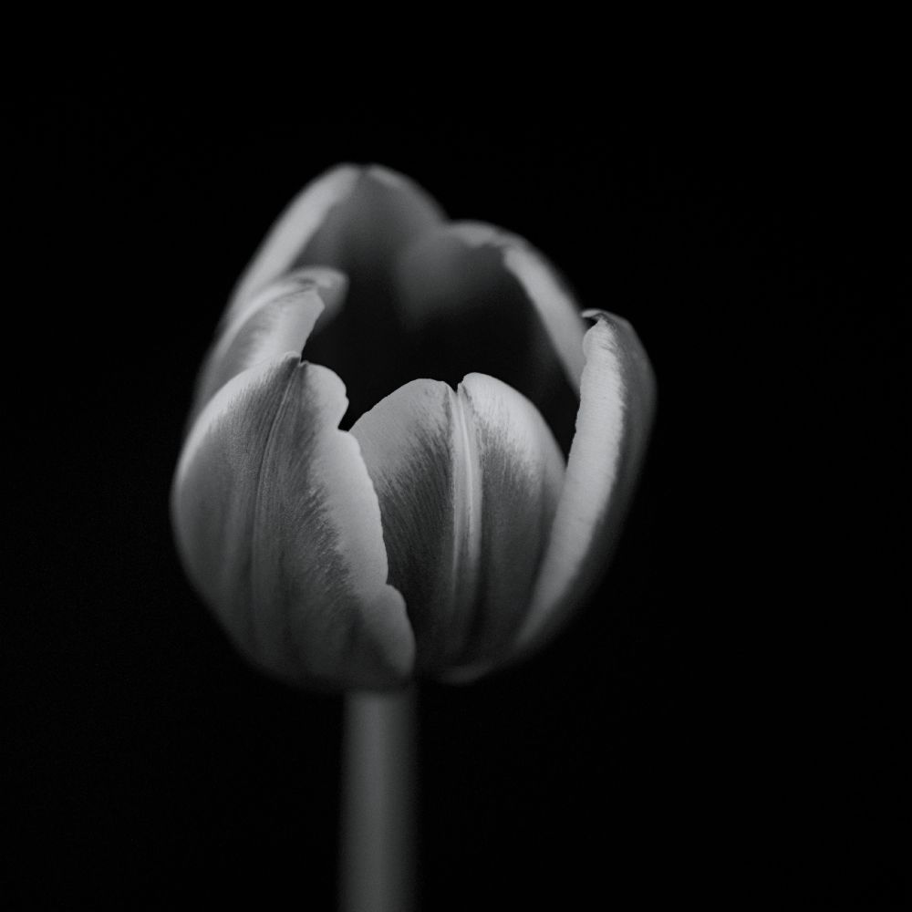 Tulip in mono od Lotte Gronkjaer