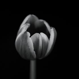 Tulip in mono