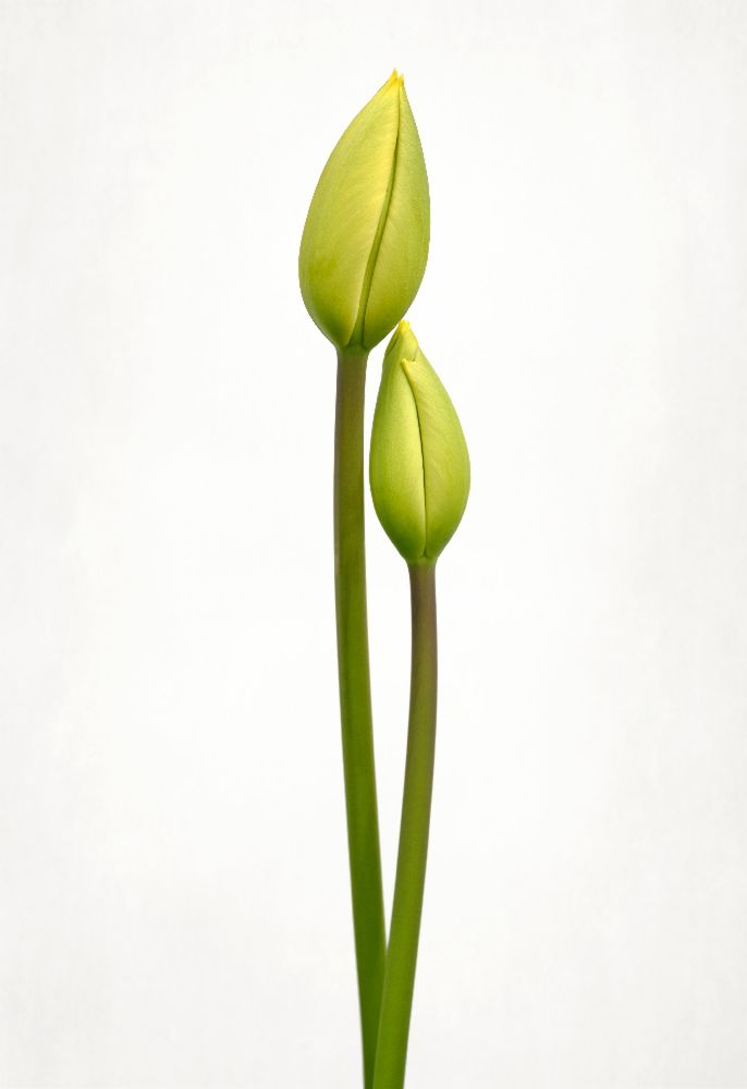 Tulip time od Lotte Gronkjaer