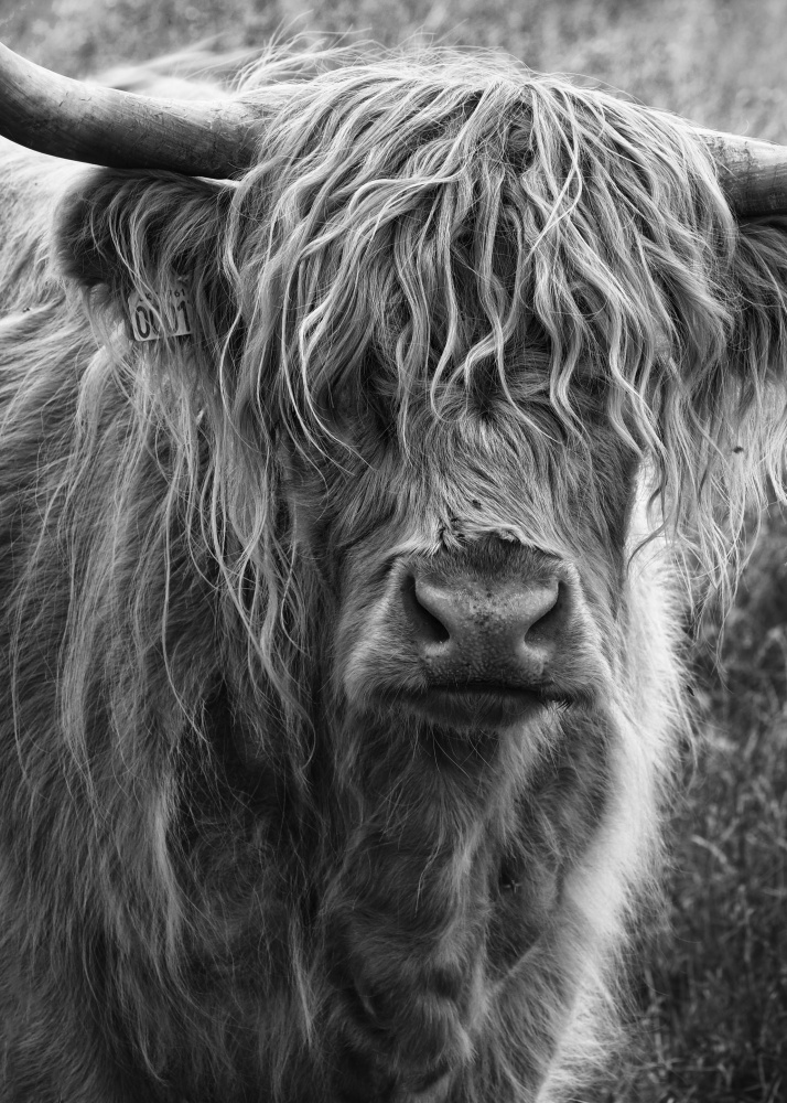 Highland cattle od Lotte Grønkjær