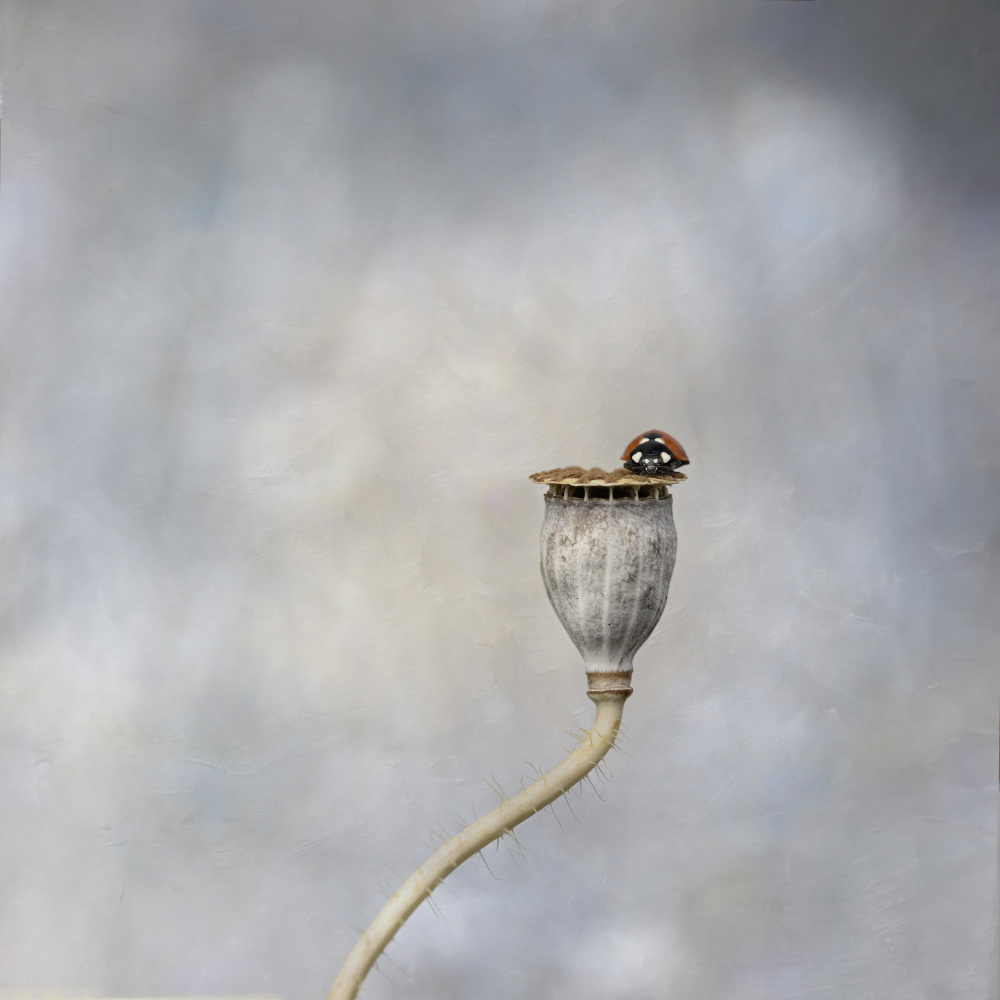 Poppy pod &amp; ladybird od Lotte Grønkjær