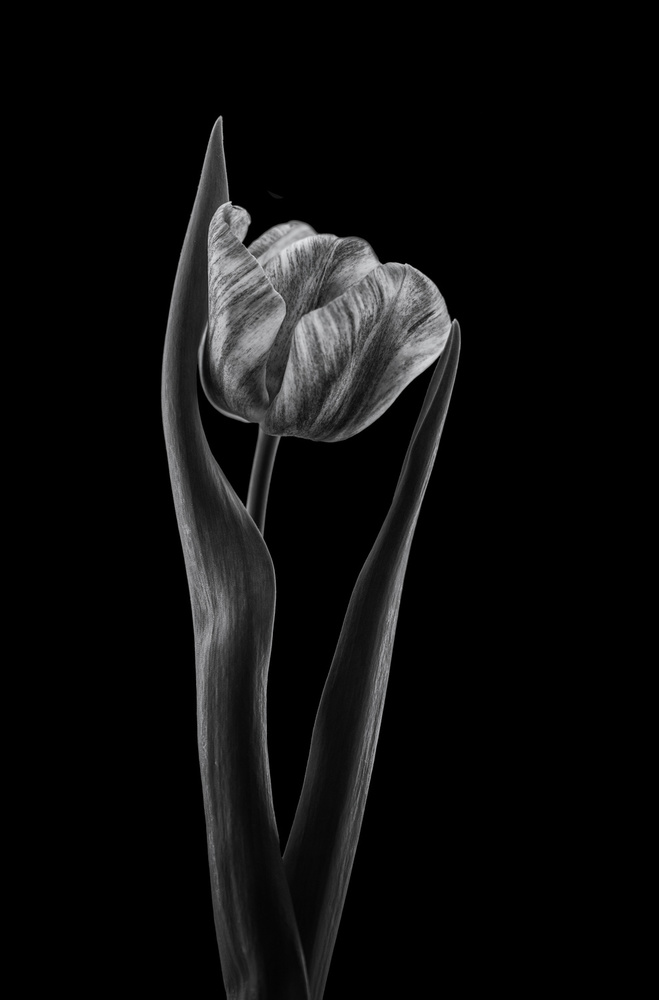 Rembrandt tulip od Lotte Grønkjær
