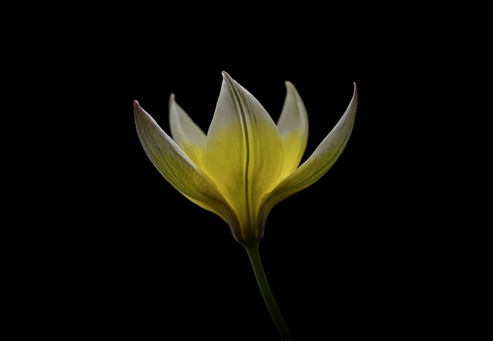 Tulipa Urumiensis od Lotte Grønkjær