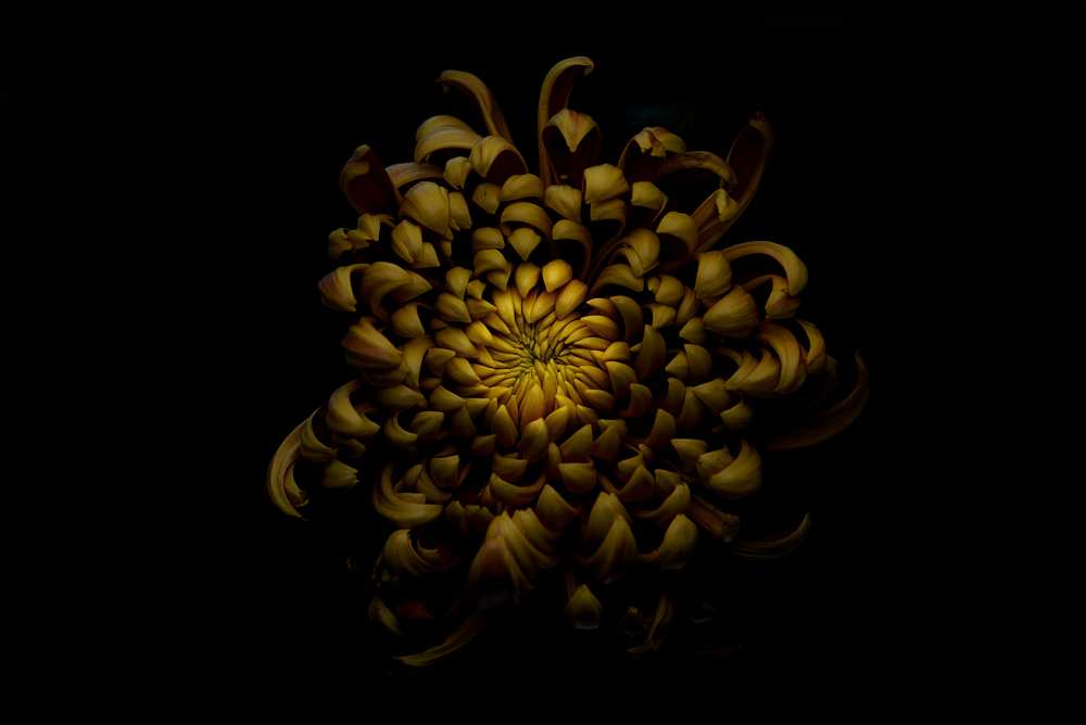 Chrysanthemum od Lotte Gronkjar