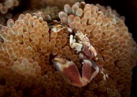 porcelain crab in anemone