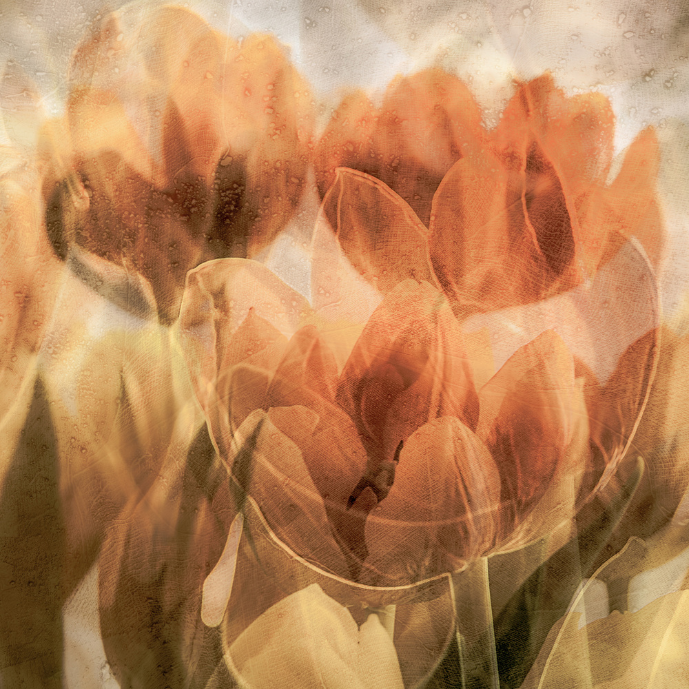 Tulips od Luc Vangindertael (laGrange)