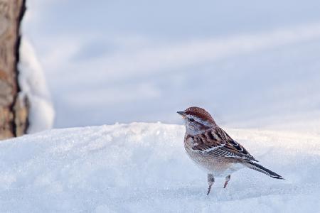 American Tree Sparrow on a Winter Day