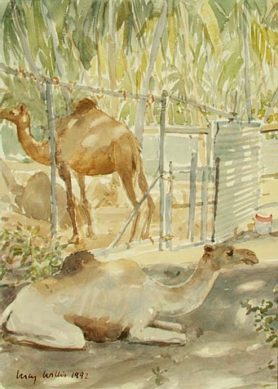 Camels at Rest, Salala (Oman) 1992 (w/c)  od Lucy Willis