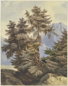 Three fir trees in the mountains