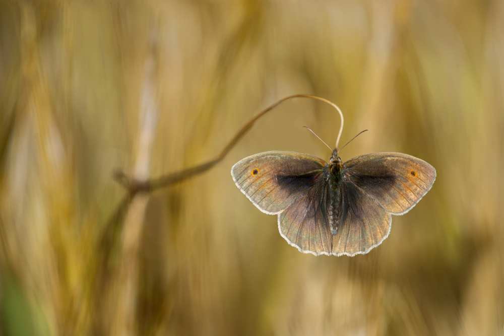 Wings of grass od Luigi Chiriaco