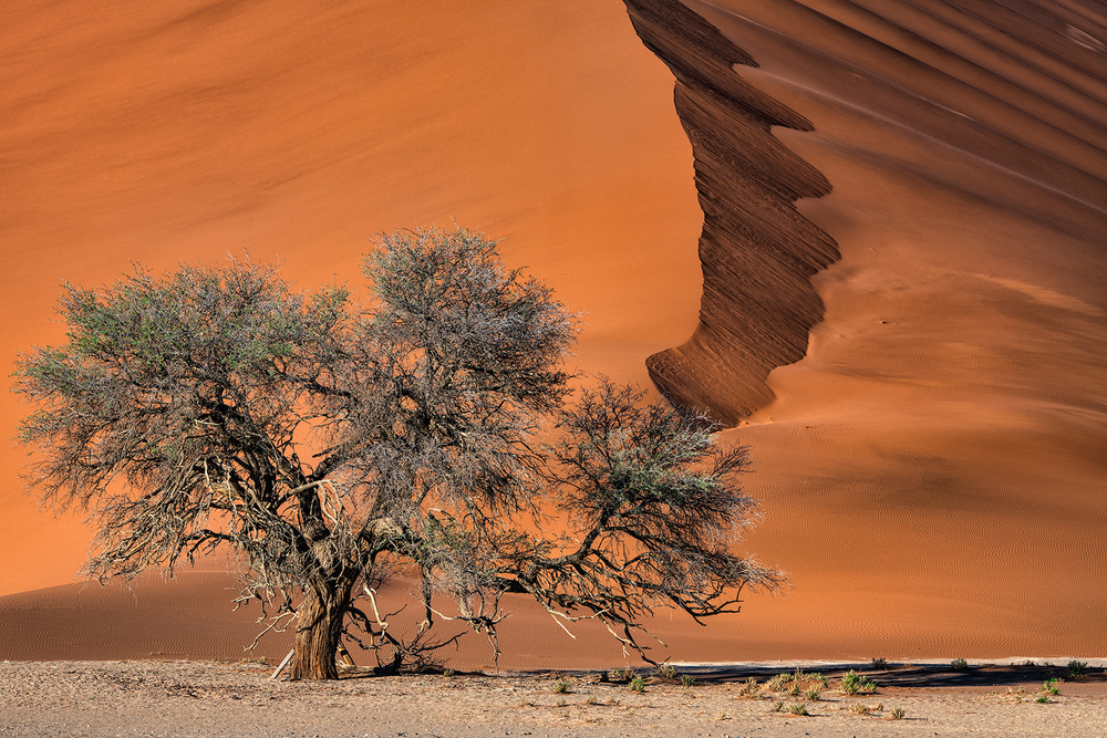 Acacia in the desert od Luigi Ruoppolo