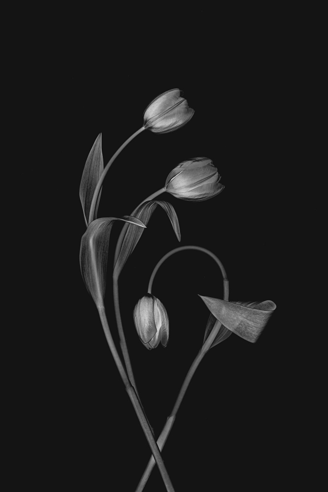 Bending Tulips od Lydia Jacobs