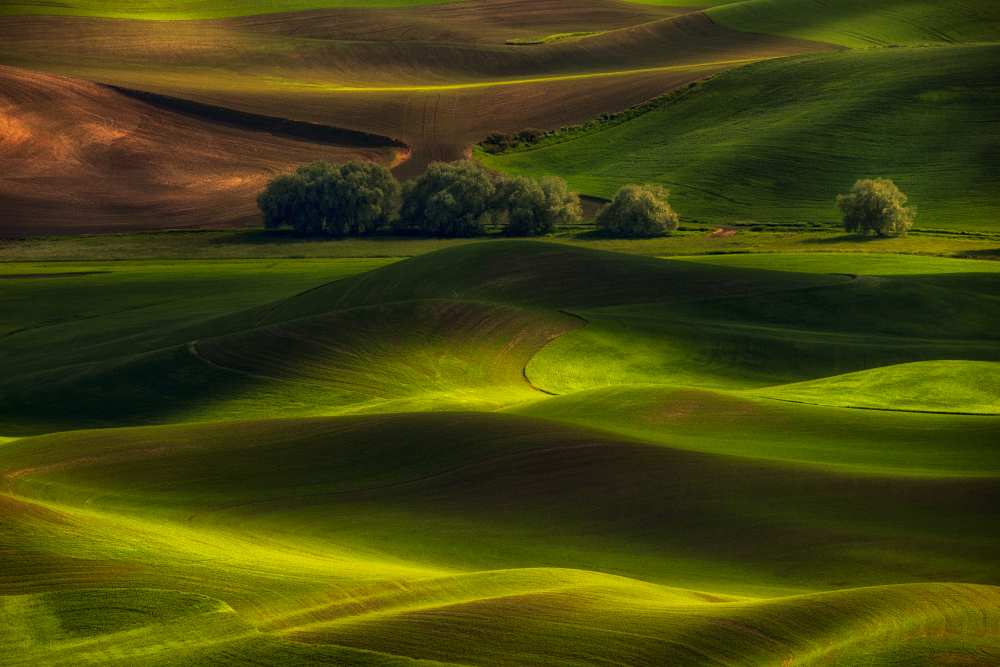 Spring in the Palouse od Lydia Jacobs
